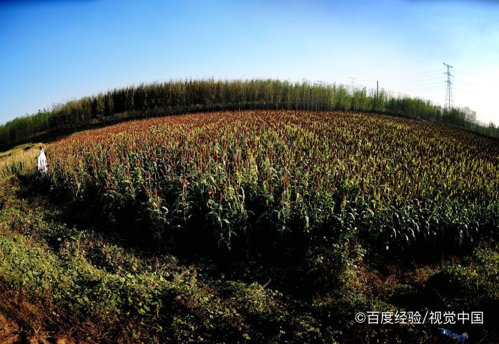 孕妇能不能吃高粱