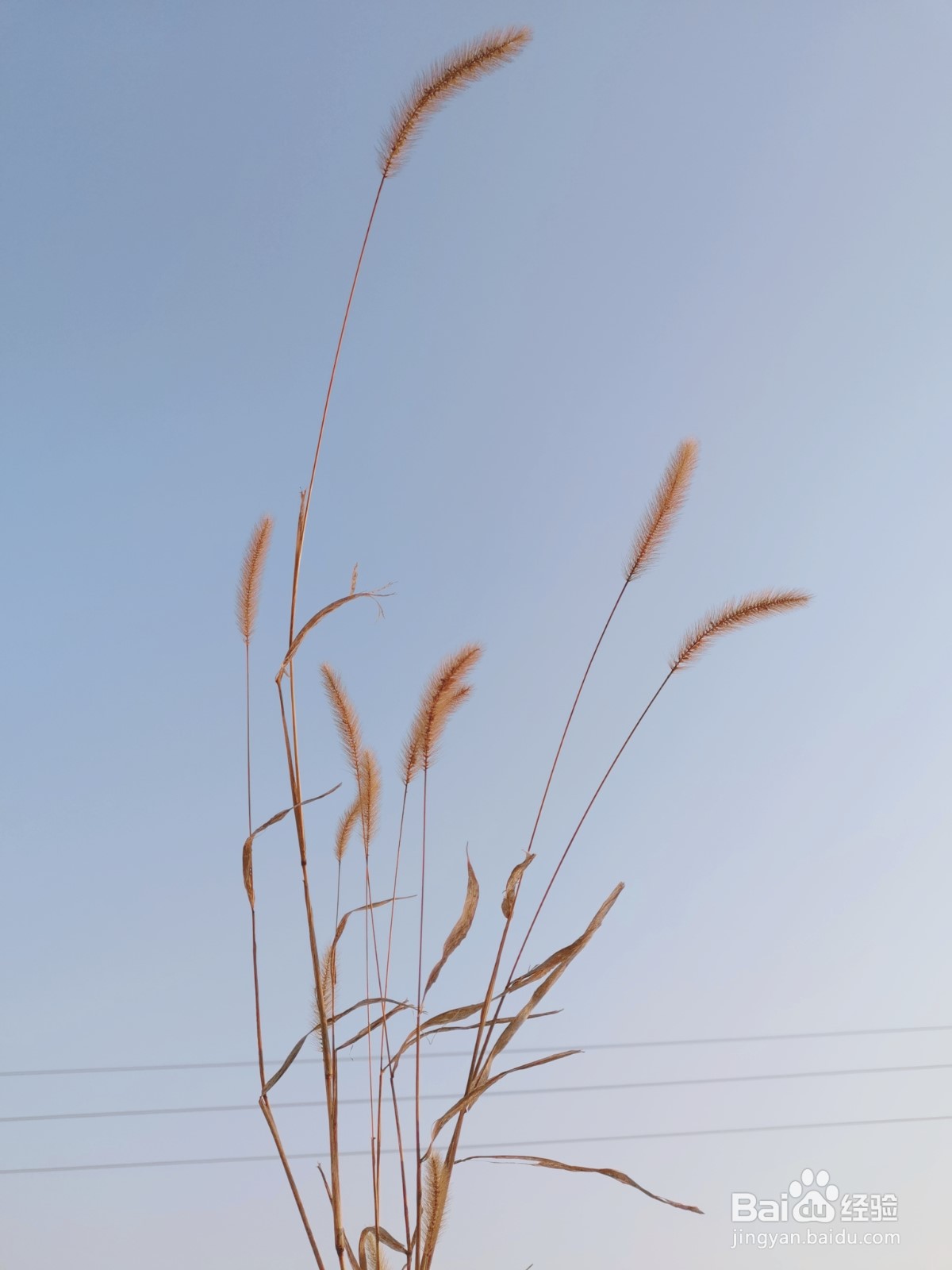 拍出好看的花朵