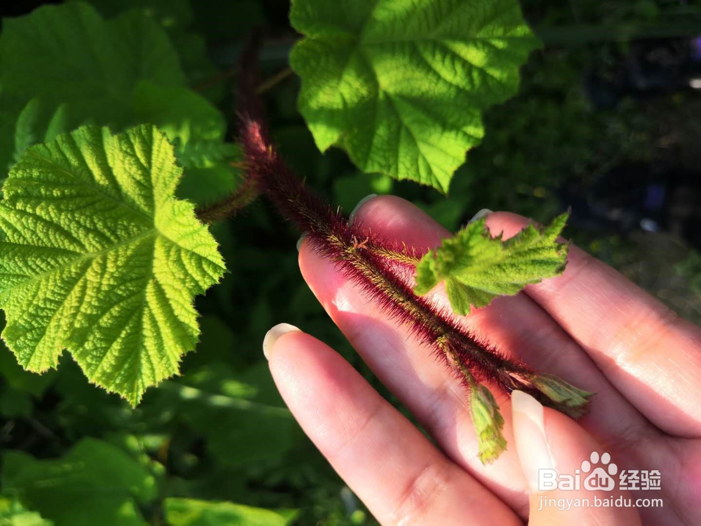 6种常见野菜的识别及处理方法