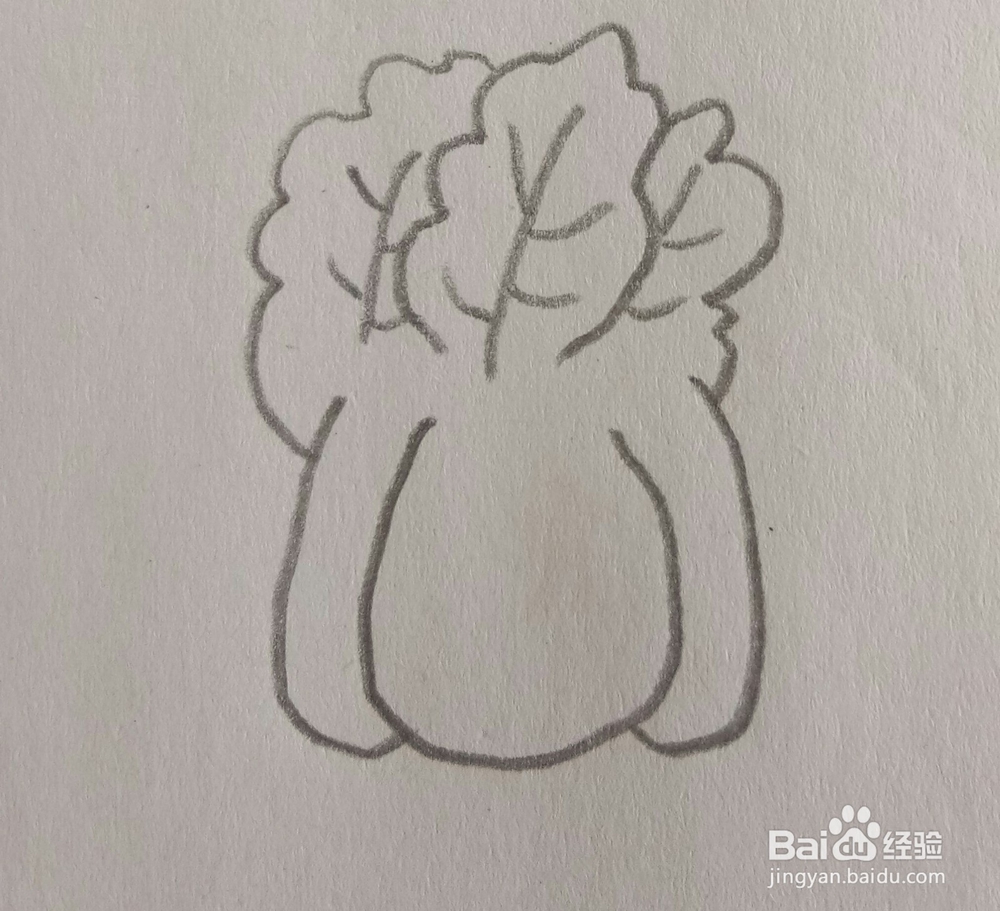 儿童简笔画白菜画法二