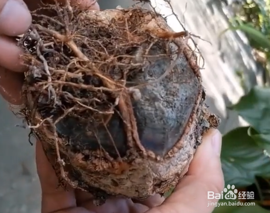 发财树树干萎缩怎么办