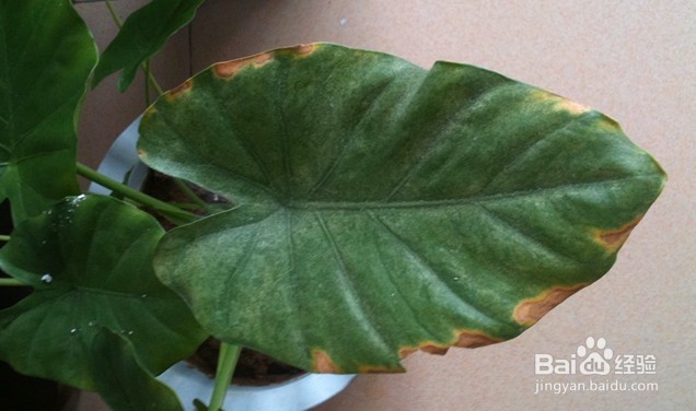 滴水观音叶子发黄的原因及解决方法