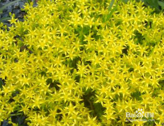 垂盆草有什么繁殖方法