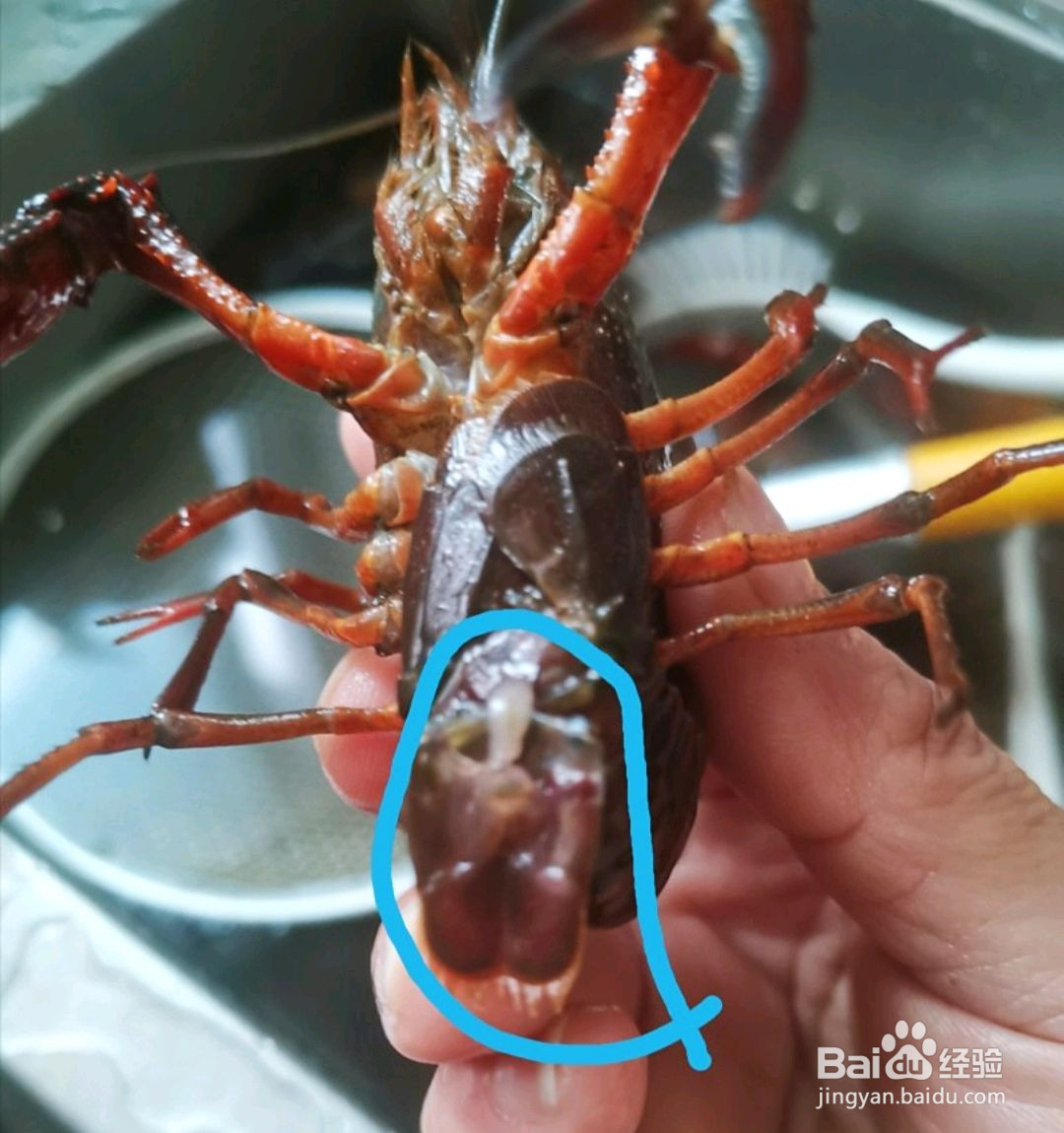 香辣小龙虾的做法