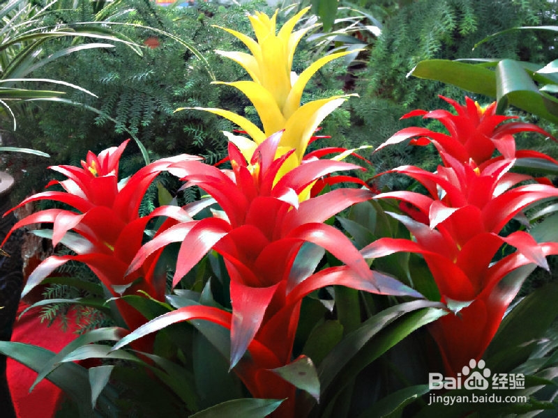 办公场所推荐植物之观花植物