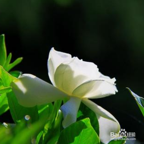 栀子花不开花是怎么回事?