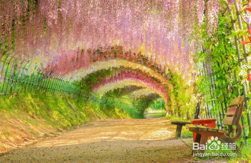 为什么我国越来越多的旅游者喜欢去日本旅游?