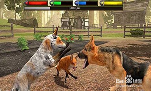 终极灰狼模拟2遇到狼群怎么办