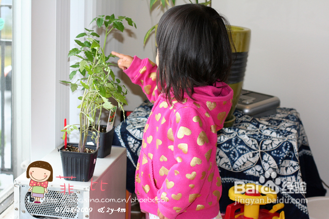 菲比的小菜苗和小花（组图）