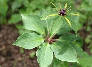 七叶莲怎么养#校园分享#