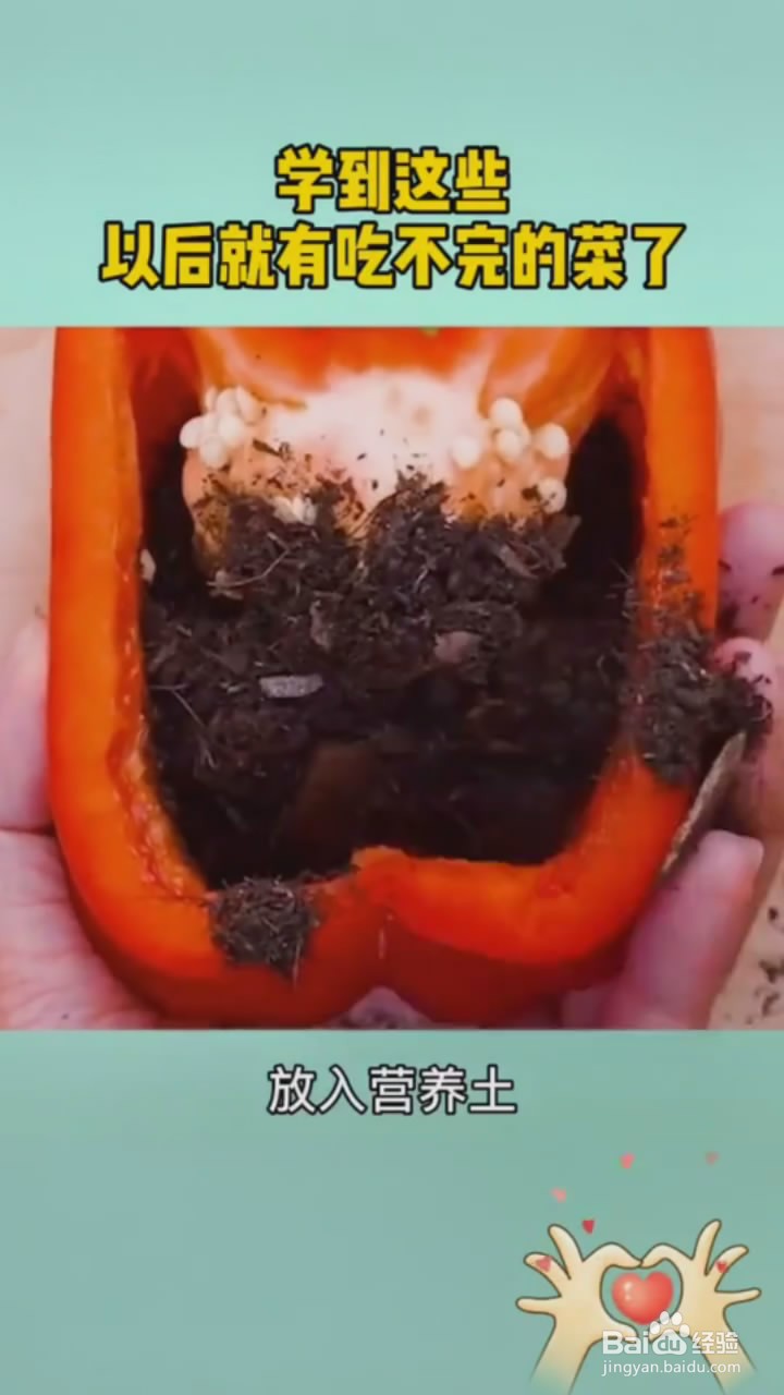 如何在家里种植蔬菜