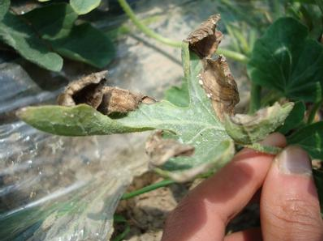 科学防治西瓜灰霉病