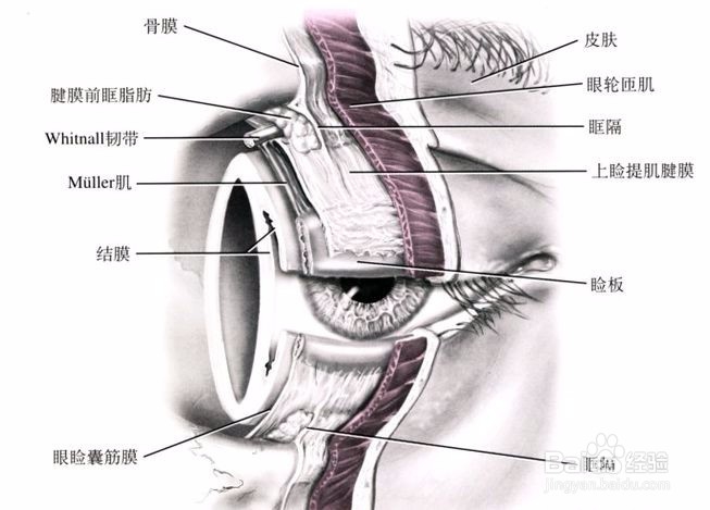 双眼皮怎么做才不显假