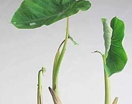 怎样把芋头水培成绿植