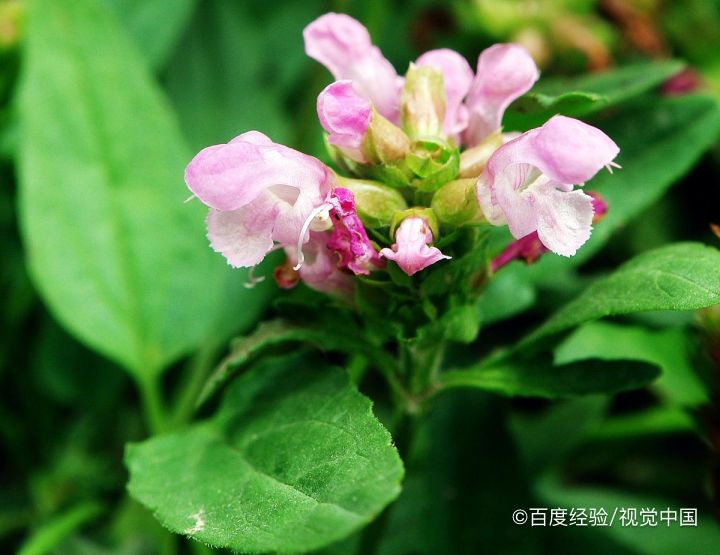 夏枯草猪肉汤怎么做