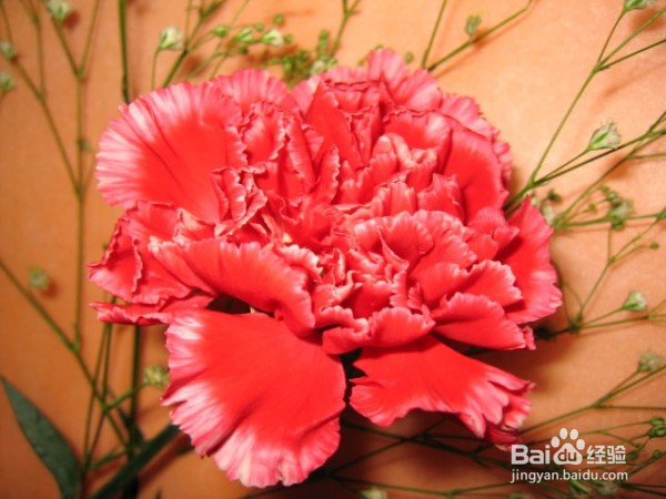 普吉岛旅游婚纱照，结婚花语，细说浪漫