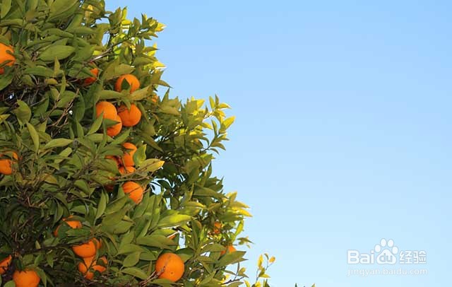橙子膨果增甜用什么叶面肥？橙子的管理要点