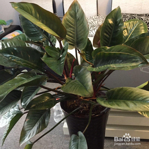 为什么家里养的金钻叶子外卷了？