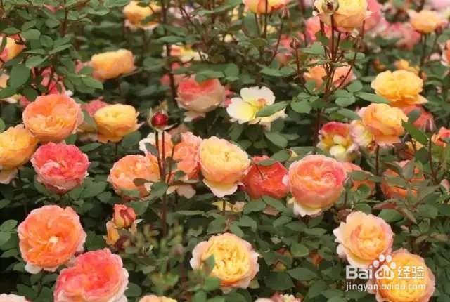 为什么中国月季越来越没有地位、没有市场?