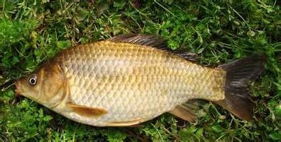 8种巨毒肉类吃了夺命