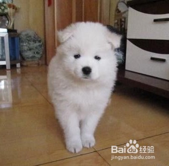 狗狗爱咬人怎么办?