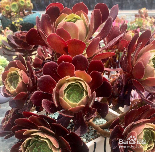 法师开花了怎么处理