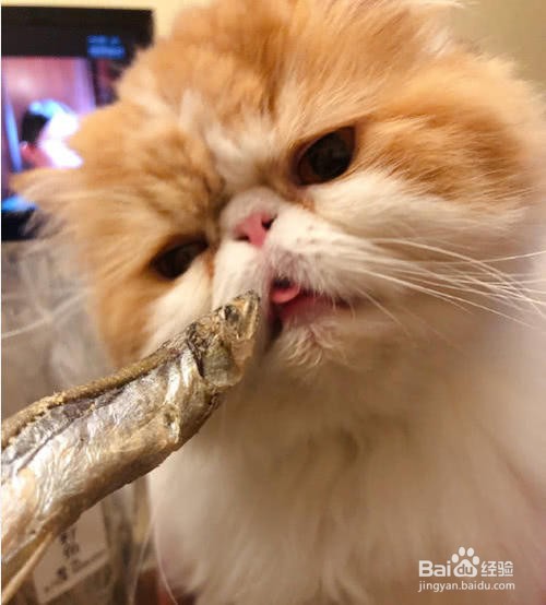 猫的舌头有什么作用?