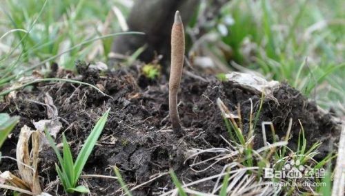 冬虫夏草种子怎么种植方法