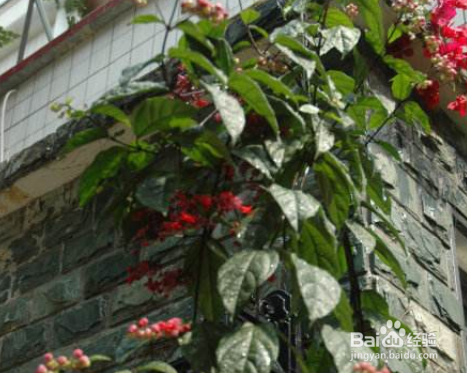 龙吐珠掉叶子怎么办