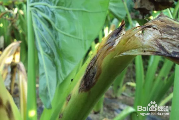芋头常见病虫害的防治方法