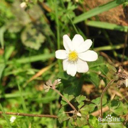 鹅掌草的养殖方法和注意事项