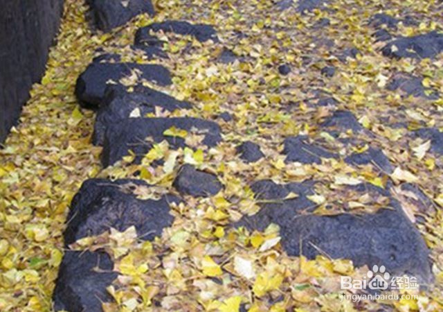 秋天时节看银杏林，从北到南慢慢看