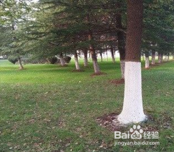 道路两旁的树刷一截白灰有什么用
