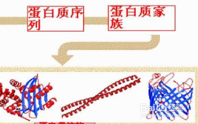 蛋白质工程的基本流程