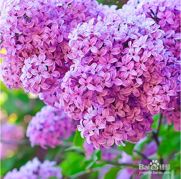 绣球花如何养殖