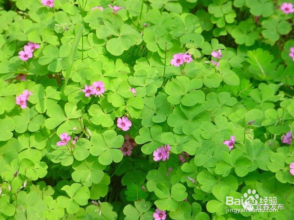 幸运草在花盆里怎么养