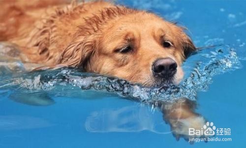 怎么训练狗狗游泳