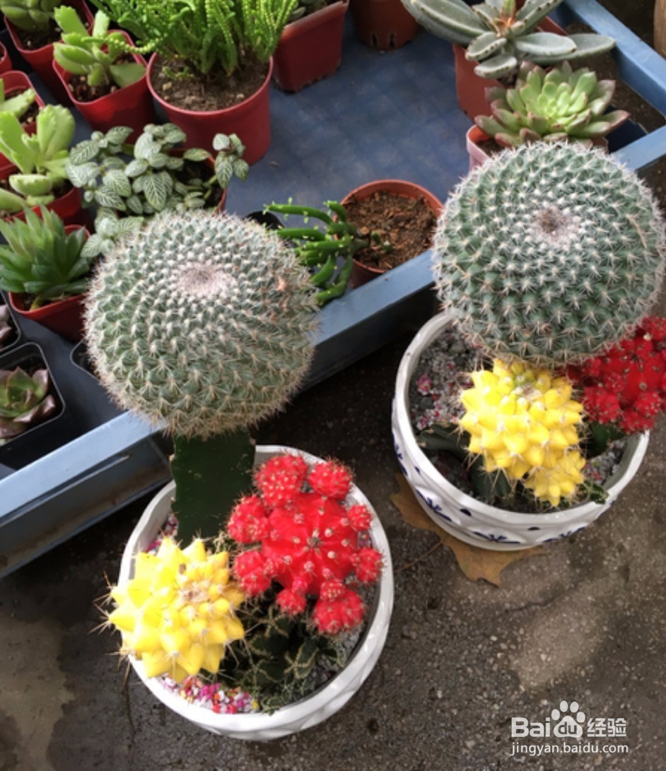 仙人掌与仙人球