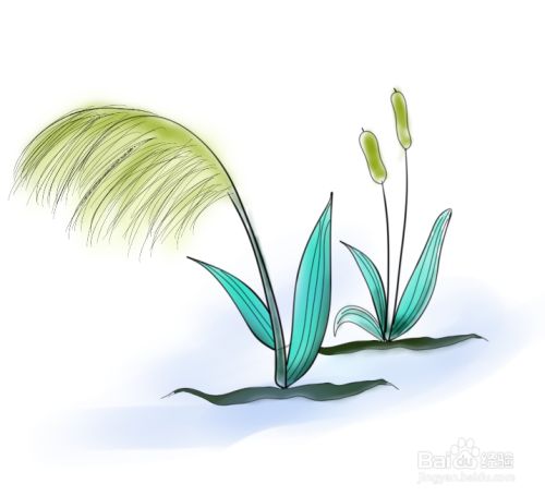 简笔画--芦苇的画法