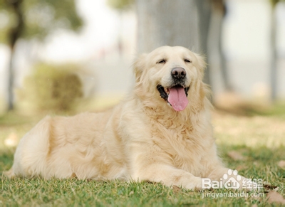 训练狗狗后腿站立的方法