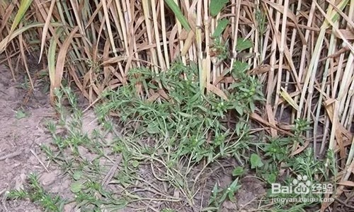 灭草松使用注意事项
