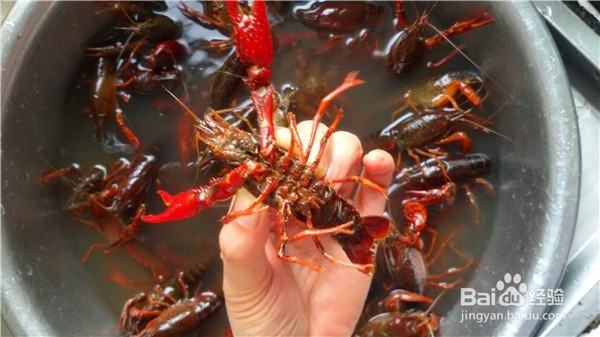 蒜蓉小龙虾怎么做好吃？