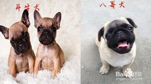 斗牛犬和八哥犬的区别 百度经验