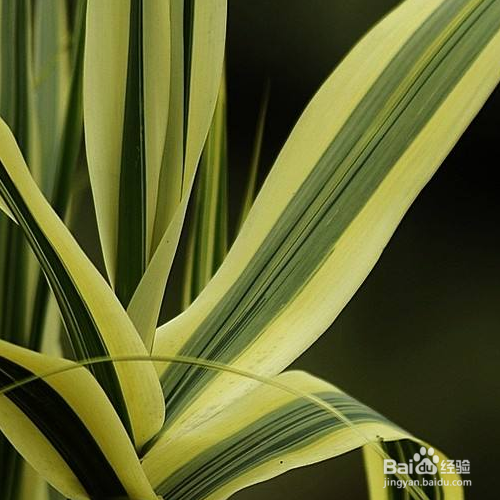 花叶芦竹怎么培育