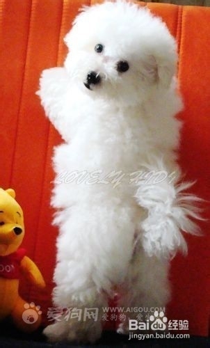 狗狗,我的世界不能没有你