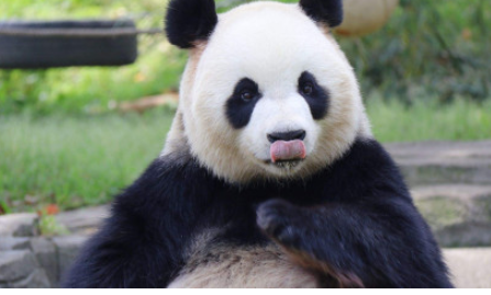 熊猫的寿命是多少