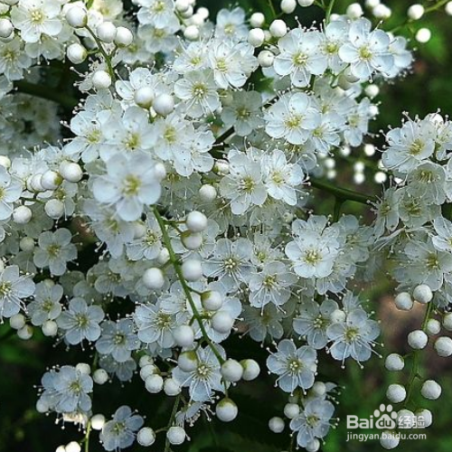 家养的珍珠梅烂根很严重时怎么回事?