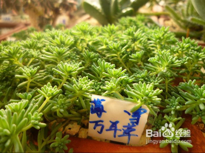 冬天来了，阳台变大棚。