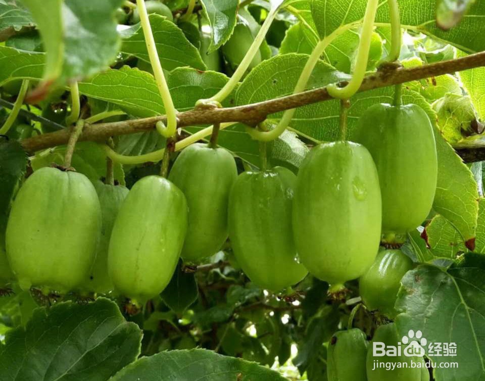 一年软枣如何修剪