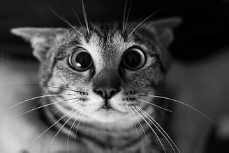 饲养萌萌哒的猫星人